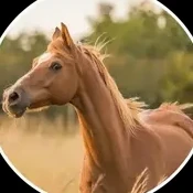 A chestnut horse with a light mane in a field.