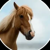 A chestnut horse with a blond mane and a white blaze against a pale sky.