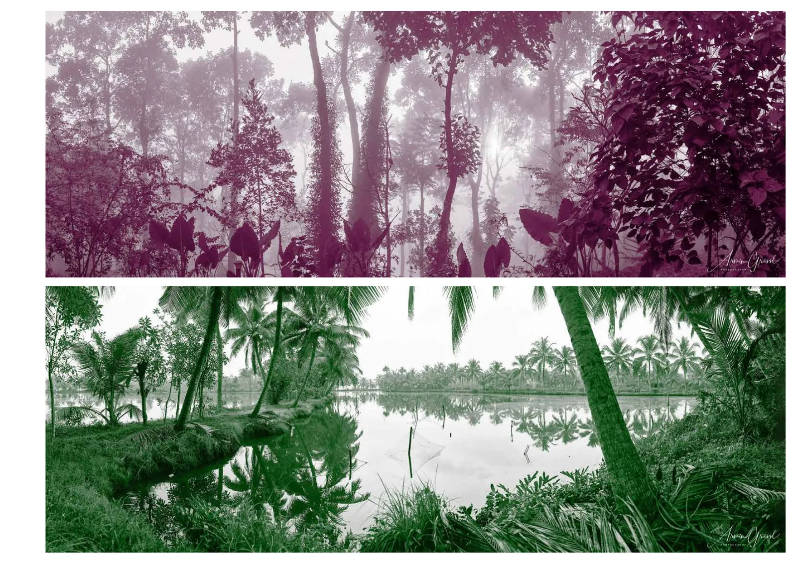 A catalogue page from the part called Monochrom: a misty forest tinted magenta above a palm lined lake tinted green.