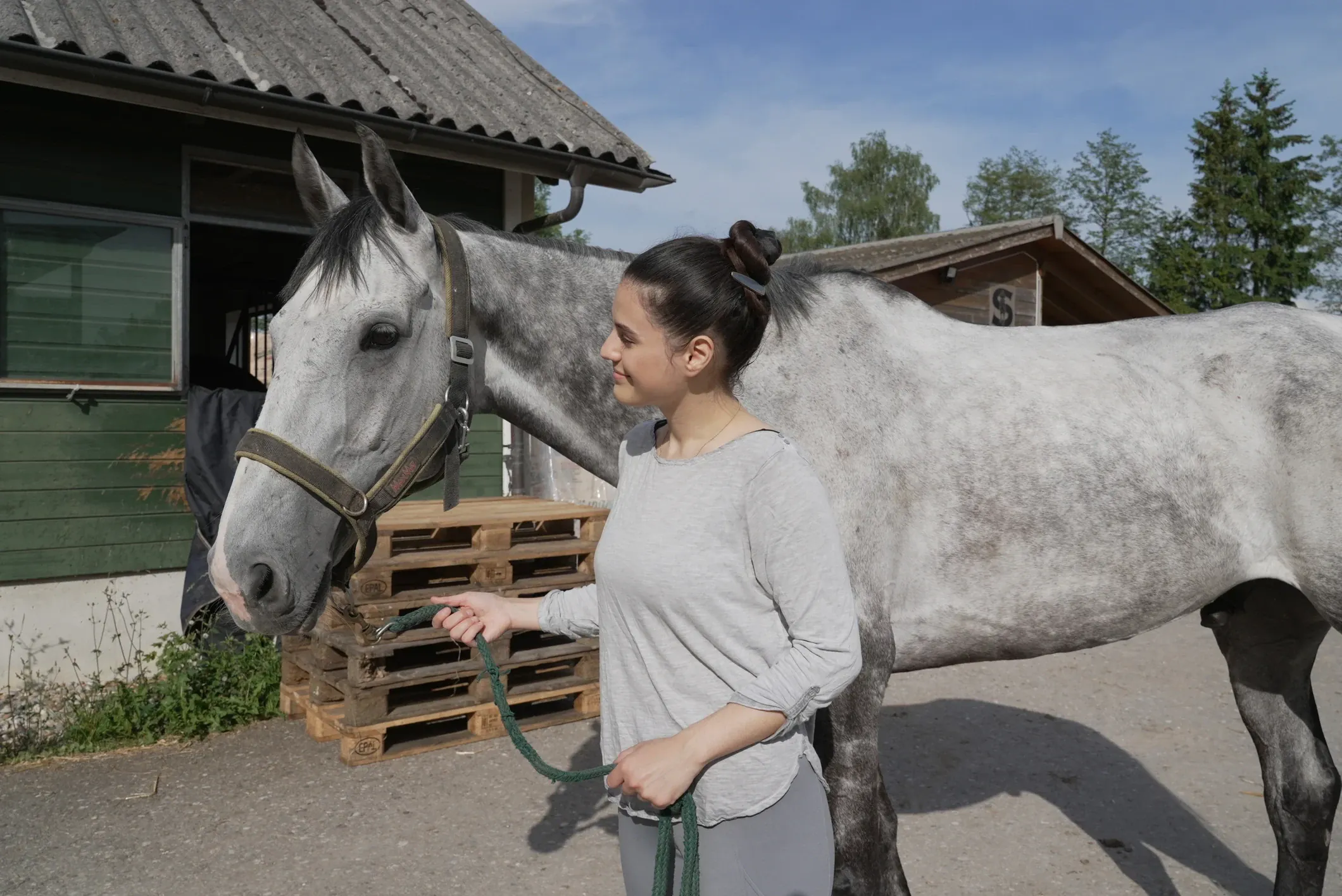 A woman leads a dapple grey horse on a rope in front of a stable.