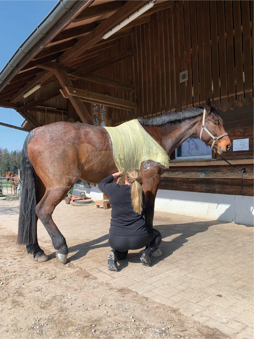 A person crouches beside a bay horse wearing a light yellow sheet, outside a wooden stable.