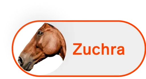 Horse profile chip: a pill outlined in orange with a round photo of a chestnut horse's head and the name Zuchra in orange.