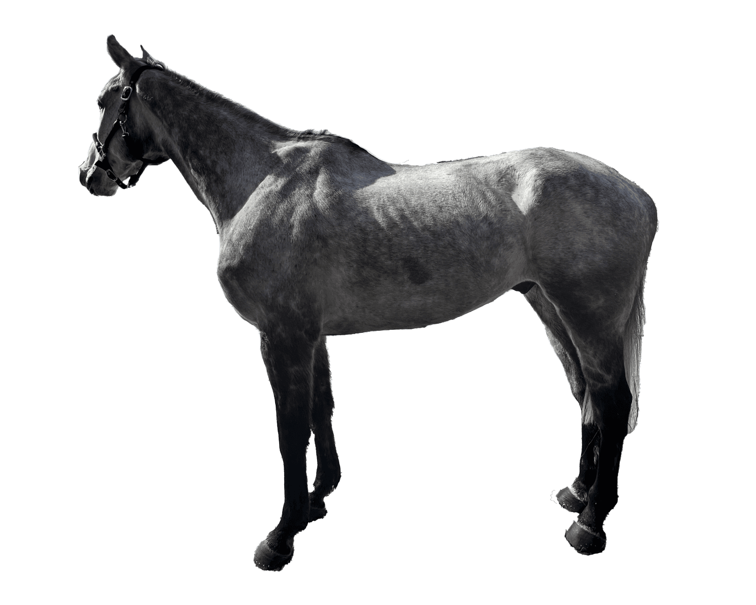 3D scan of a dapple grey horse wearing a halter, standing, seen from the side.