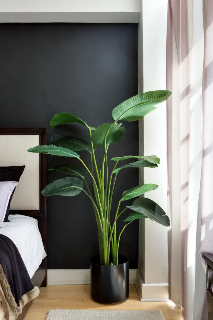 Moodboard reference: a tall plant with large green leaves in a black pot, in front of a black wall next to a bed and a light curtain.